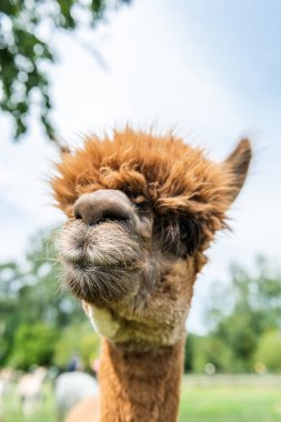 Alpaca 'nın komik yüzü. Kapalı portre, açık hava çiftliğinde komik saç kesimi..