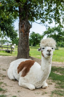 Alpakalar açık havada Polonya 'nın güneyinde güneşli yaz gününde.