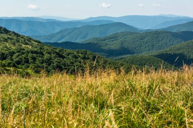 Yazın Bieszczady Dağları, Karpatlar, Polonya 'da vahşi doğa ve manzara ve alp manzarası.