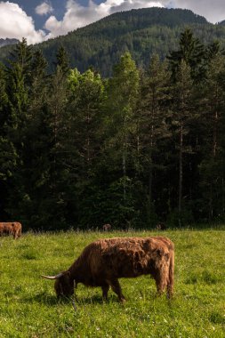 Julian Alps arka planda çayırda inekler otluyor..