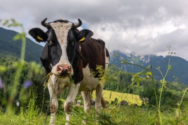 Julian Alps arka planda çayırda inekler otluyor..