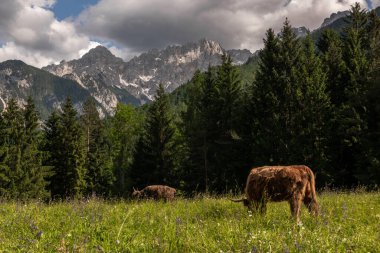 Julian Alps arka planda çayırda inekler otluyor..