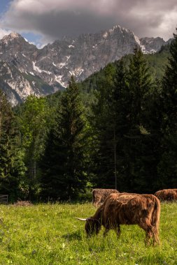 Julian Alps arka planda çayırda inekler otluyor..