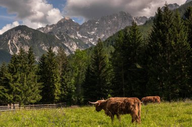Julian Alps arka planda çayırda inekler otluyor..
