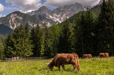 Alp çayırlarında yaz çiçekleriyle dolu yemyeşil çayırlarda inekler otluyor..