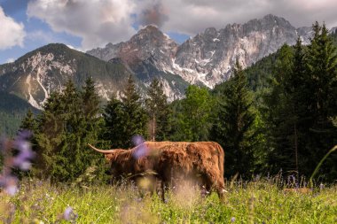 Alp çayırlarında yaz çiçekleriyle dolu yemyeşil çayırlarda inekler otluyor..