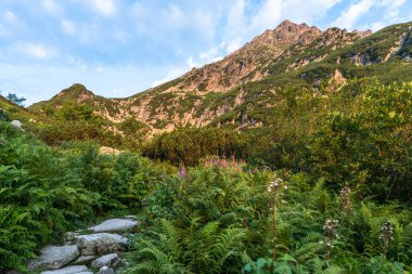 Polonya 'nın Tatra Dağları' nda yaz aylarında dağlık yürüyüş parkurları.