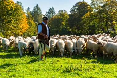 SZCZAWNICA, POLAND - 14 Ekim 2023: Geleneksel Karpatyalı Çobanlar Dağlarda Otlanan Koyunlardan Kış İçin Köylere. Geleneksel 