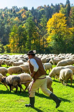 SZCZAWNICA, POLAND - 14 Ekim 2023: Geleneksel Karpatyalı Çobanlar Dağlarda Otlanan Koyunlardan Kış İçin Köylere. Geleneksel 
