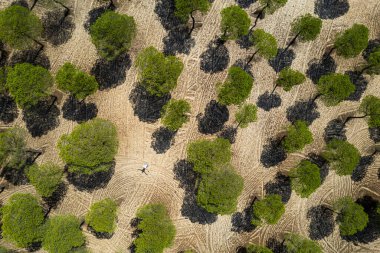İspanya 'daki çam ormanlarındaki soyut desenlerin hava aracı görüntüsü