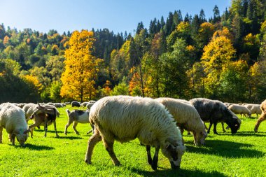 Polonya 'nın Pieniny dağlarında geleneksel koyun otlağı. Sonbaharda otlayan koyunların son günleri