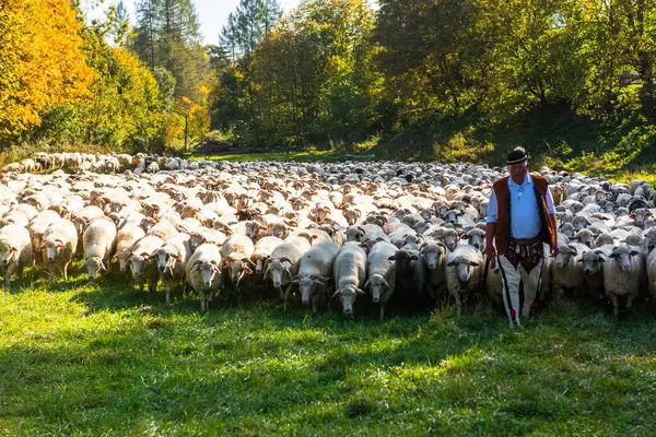 Szczawnica Poland October 2023 Традиційні Карпатські Вівчарки Ведуть Вівці Від Ліцензійні Стокові Зображення