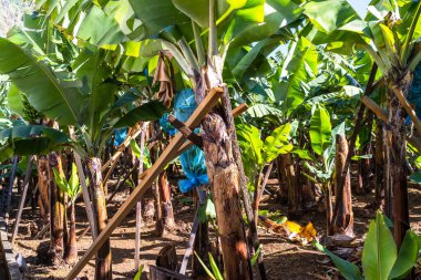 Portekiz, Madeira 'daki Funchal bölgesinde küçük bir muz tarlasından geçen turistik patika.