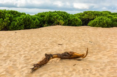 Tarifa, Cadiz, İspanya 'da Valdevaqueros kum tepesi