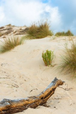 Tarifa, Cadiz, İspanya 'da Valdevaqueros kum tepesi