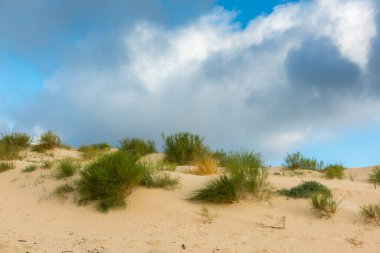 Tarifa, Cadiz, İspanya 'da Valdevaqueros kum tepesi