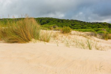 Tarifa, Cadiz, İspanya 'da Valdevaqueros kum tepesi
