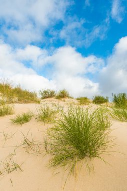Tarifa, Cadiz, İspanya 'da Valdevaqueros kum tepesi