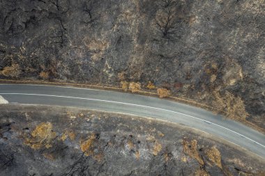 Portekiz 'deki Ulusal Park' ta çıkan yangından sonra ormanda yanan ağaçlar, hava aracı görüntüsü...