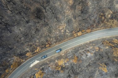 Portekiz 'deki Ulusal Park' ta çıkan yangından sonra ormanda yanan ağaçlar, hava aracı görüntüsü...