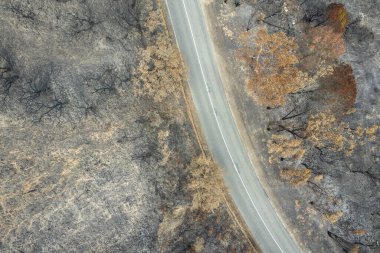 Portekiz 'deki Ulusal Park' ta çıkan yangından sonra ormanda yanan ağaçlar, hava aracı görüntüsü...