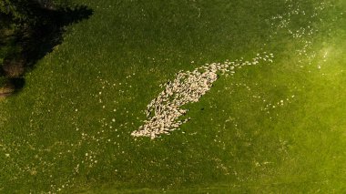 Polonya 'daki Pieniny Dağları' nda geleneksel koyun otlağı. Hava aracı görünümü