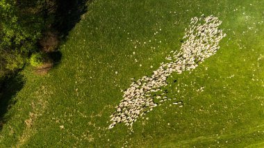 Polonya 'daki Pieniny Dağları' nda geleneksel koyun otlağı. Hava aracı görünümü
