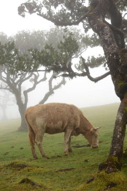 Portekiz 'in Madeira Adası' ndaki sisli, mistik Fanal Ormanı 'nda inek otlağı