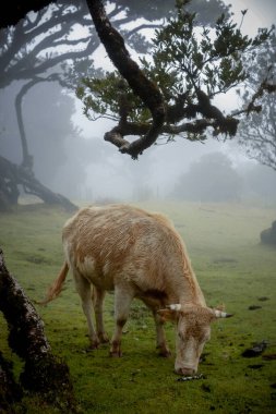 Portekiz 'in Madeira Adası' ndaki sisli, mistik Fanal Ormanı 'nda inek otlağı