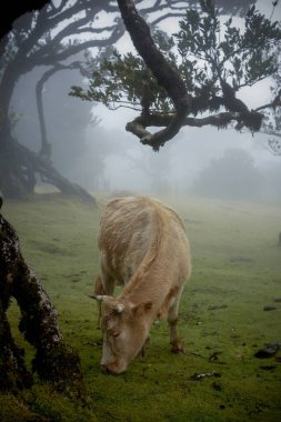 Portekiz 'in Madeira Adası' ndaki sisli, mistik Fanal Ormanı 'nda inek otlağı
