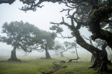 Portekiz Madera Adası 'ndaki mistik sisli Fanal Ormanı' nda yüzyıllık Laurissilva ağaçları