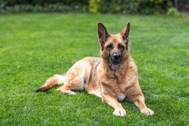 Kıdemli Alman çoban köpeği çimlerin üzerinde dinleniyor. Tüm vücut portresi