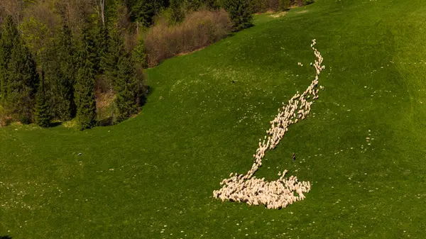 Padang Rumput Domba Tradisional Padang Rumput Pegunungan Pieniny Polandia Tampilan Stok Foto Bebas Royalti