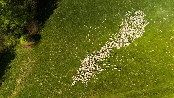 Padang Rumput Domba Tradisional Padang Rumput Pegunungan Pieniny Polandia Tampilan Stok Gambar