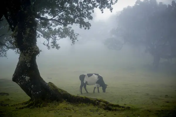 Koeienweide Mistig Fanal Forest Madeira Portugal Rechtenvrije Stockafbeeldingen