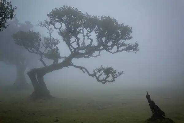Foggy Mistical Fanal Forest Madeira Portugal Stockfoto