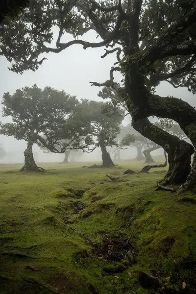Century Pohon Laurissilva Tua Mistis Berkabut Hutan Fanal Madera Island Stok Foto
