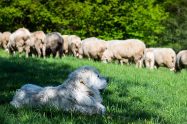 Polonya 'nın Pieniny dağlarında koyun güden çoban köpeği baharda otluyor..