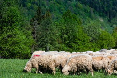 Polonya 'daki Pieniny Dağları' nda geleneksel koyun otlağı. Baharda otlayan koyunlar.