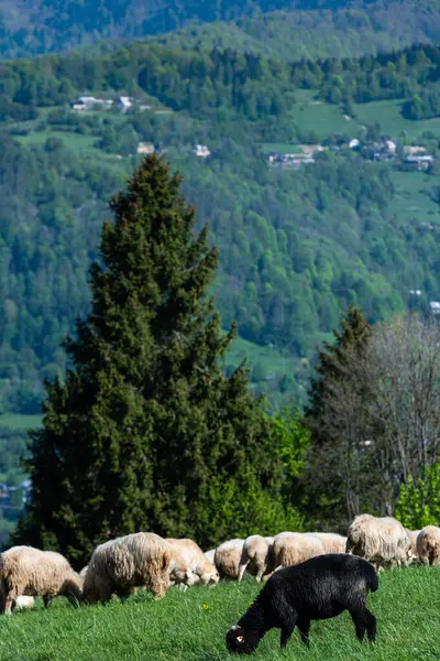 Polonya 'daki Pieniny Dağları' nda geleneksel koyun otlağı. Baharda otlayan koyunlar.