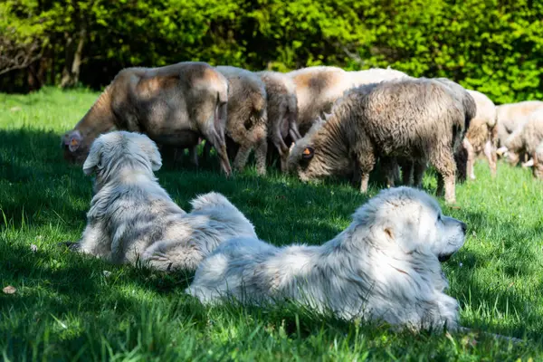 Пастушья Собака Охраняющая Выпас Овец Горах Пенины Польше Весной Стоковое Фото