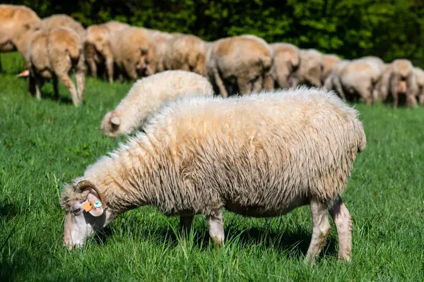 Traditionelle Schafweide Auf Einer Weide Pieniny Gebirge Polen Schafe Auf lizenzfreie Stockfotos
