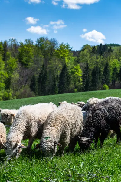 Традиционные Овцепастбища Лугу Горах Пенины Польше Выпас Овец Весной Стоковое Изображение