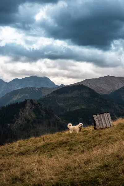 Овчий Пёс Охраняет Овец Традиционных Пастбищах Горах Национального Парка Татры Стоковое Изображение