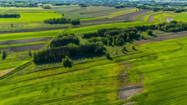 Polonya 'da yaz mevsiminde tarlalar. Hava aracı görünümü
