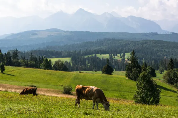 Polonya 'da yaz aylarında Tatra dağlarında inek otlağı