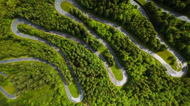 Drone, Yoğun Alp Çam Ormanı 'ndan Geçiş Yolunu Yakaladı