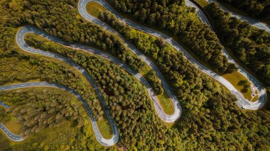 Alp Çam Ormanı 'nda Sonbahar Renkleri Dolaşan Yol boyunca