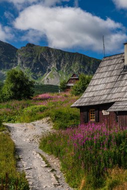 Hala Gasienicowa, Tatra Dağları 'ndaki Renkli Çiçek Tarlası