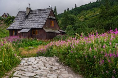 Hala Gasienicowa 'da canlı çiçekler, Tatra Dağları manzarası